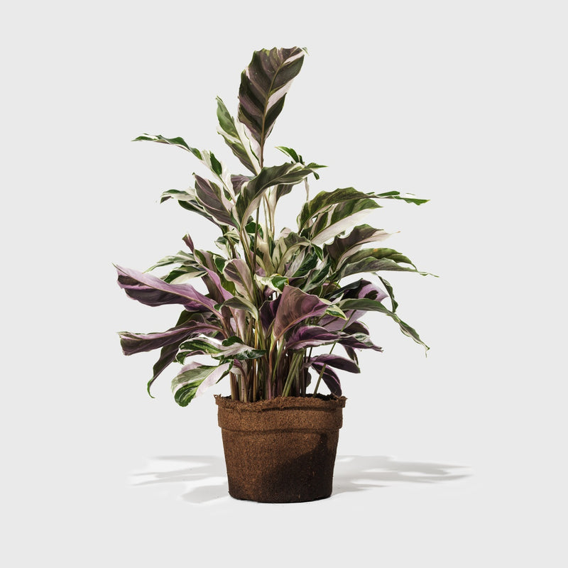 Public Goods Calathea White Fusion 6"