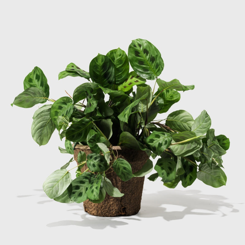 Public Goods Prayer Plant 8"