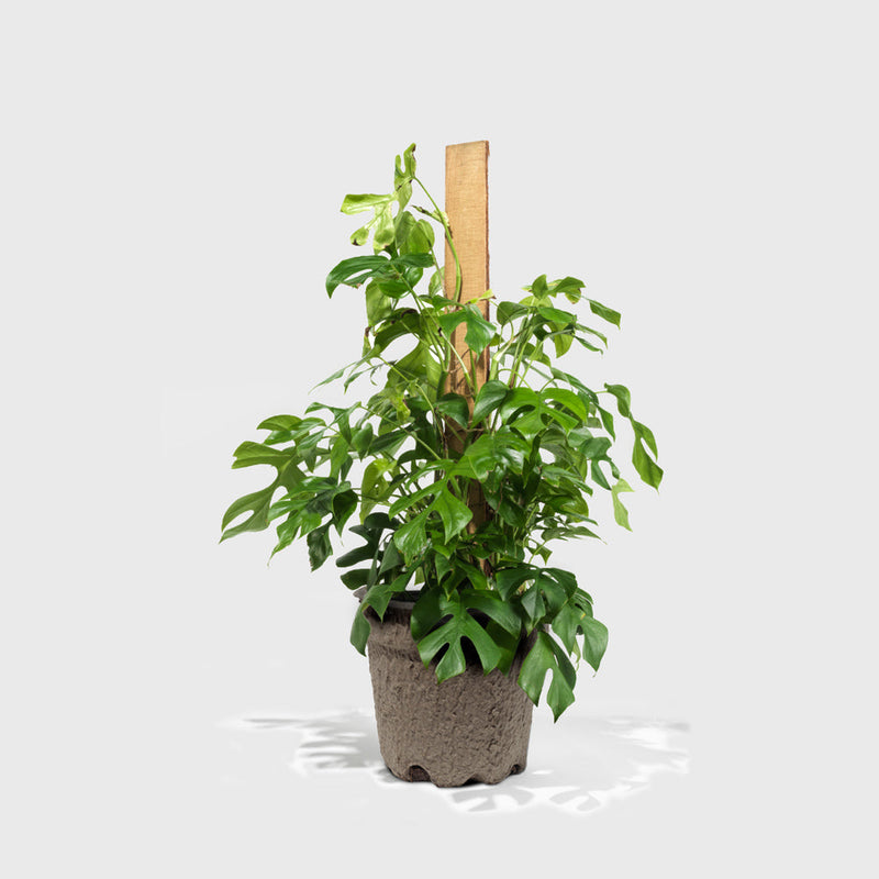 Public Goods Philodendron Piccolo 8"