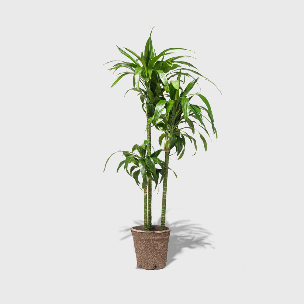 Public Goods Corn Plant 8