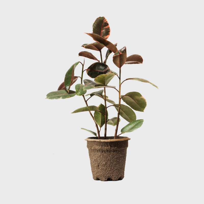 Public Goods Ruby Pink Rubber Tree 8"