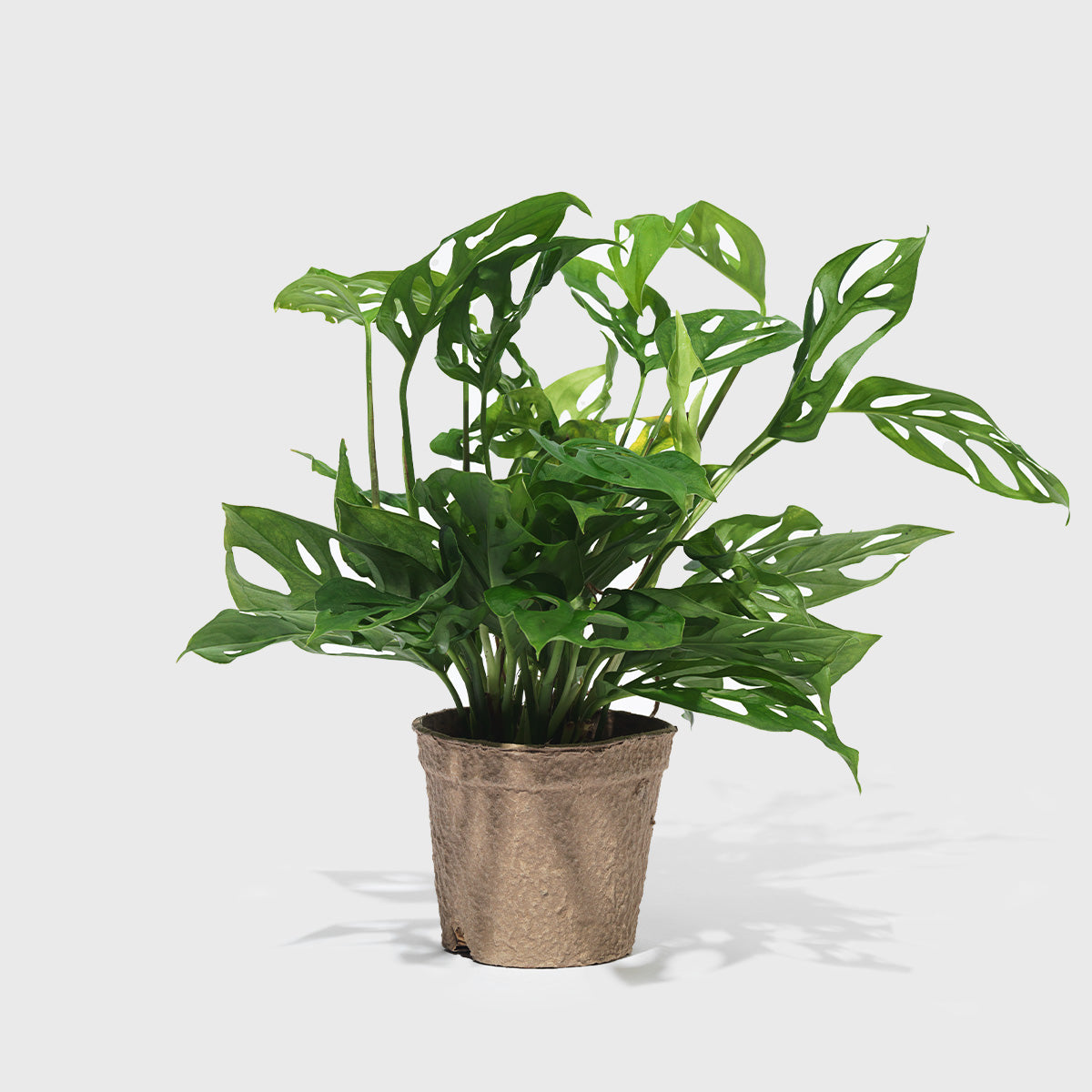 House Plant Dropship Indoor Plants Swiss Cheese Monstera 4