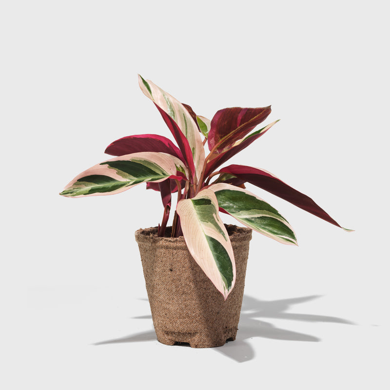 House Plant Dropship Indoor Plants Stromanthe Triostar 4"