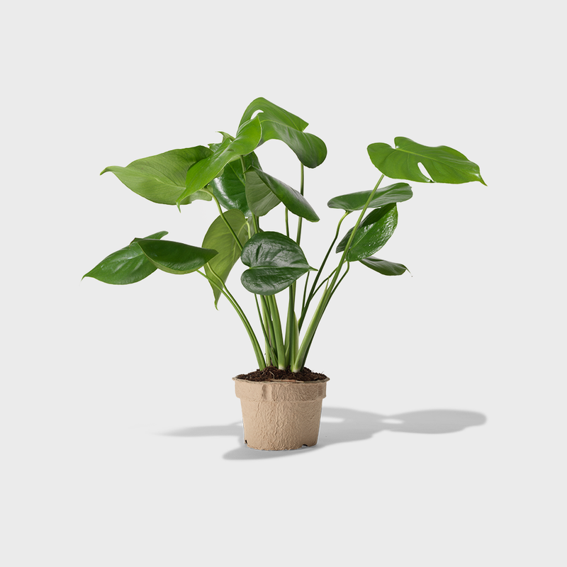 Public Goods Monstera Deliciosa Plant | A Great Tropical House Plant with Heart-Shaped Split Leaves