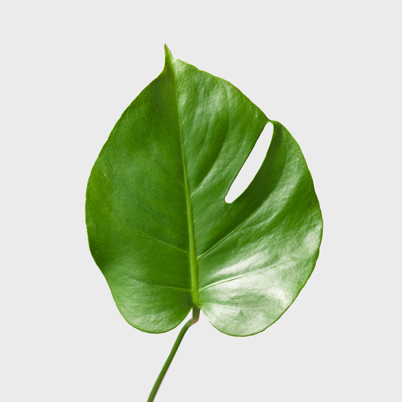 Public Goods Monstera Deliciosa Plant | A Great Tropical House Plant with Heart-Shaped Split Leaves