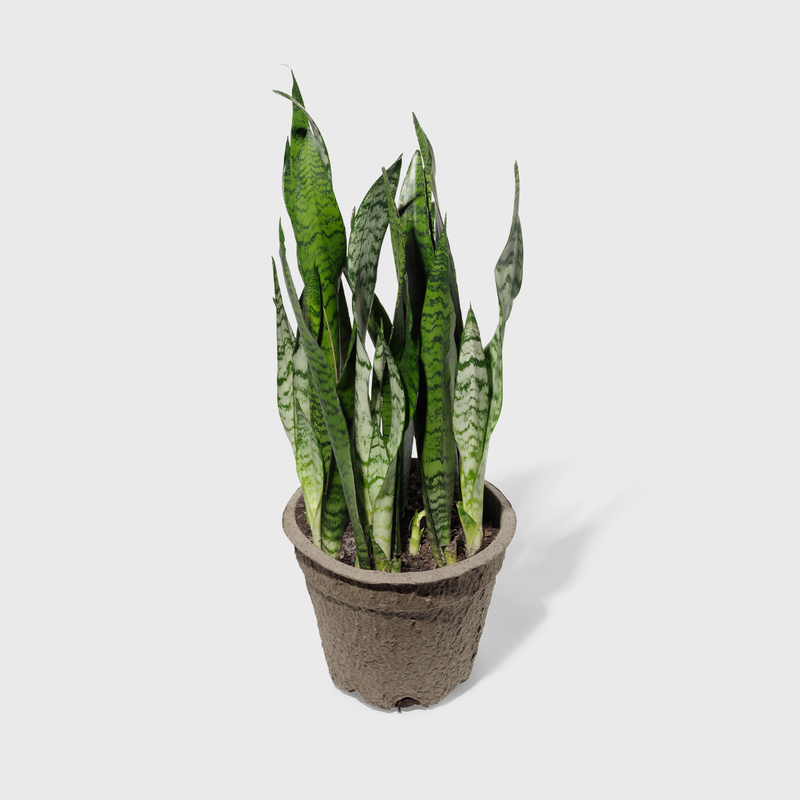 Public Goods Snake Plant | Easy to Care For Indoor House Plant