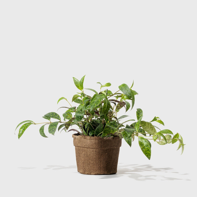 Public Goods Black Pagoda Lipstick Plant 6"