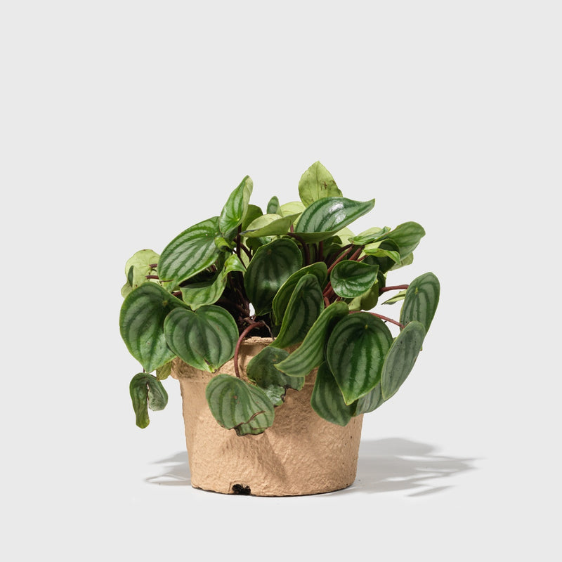 Public Goods Watermelon Peperomia 6"