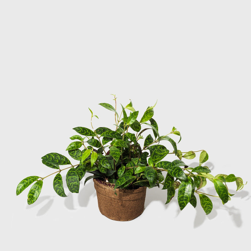 Public Goods Black Pagoda Lipstick Plant 6"