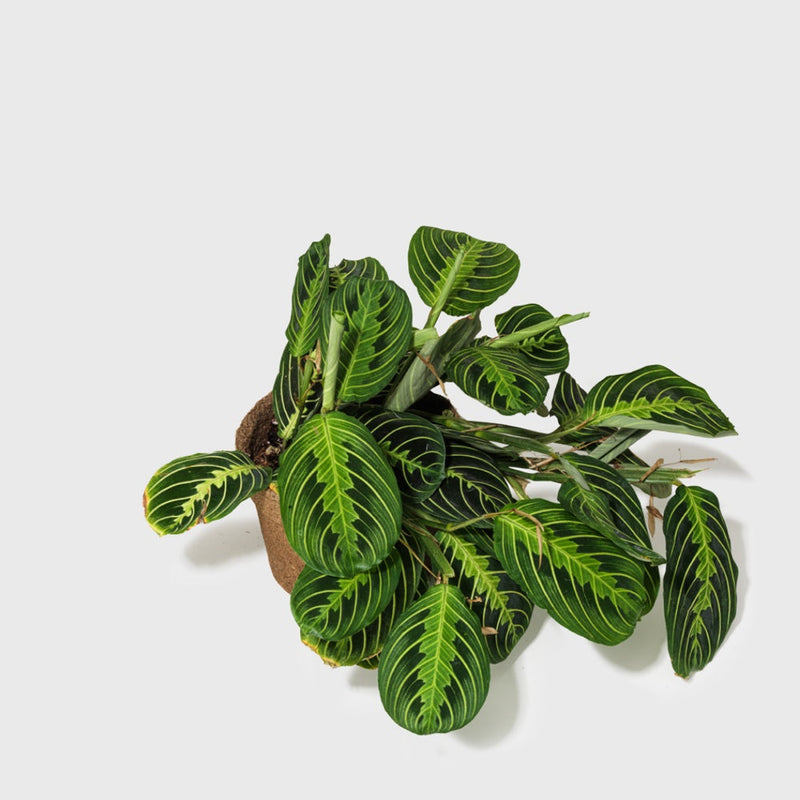 Public Goods Lemon Lime Prayer Plant 6"