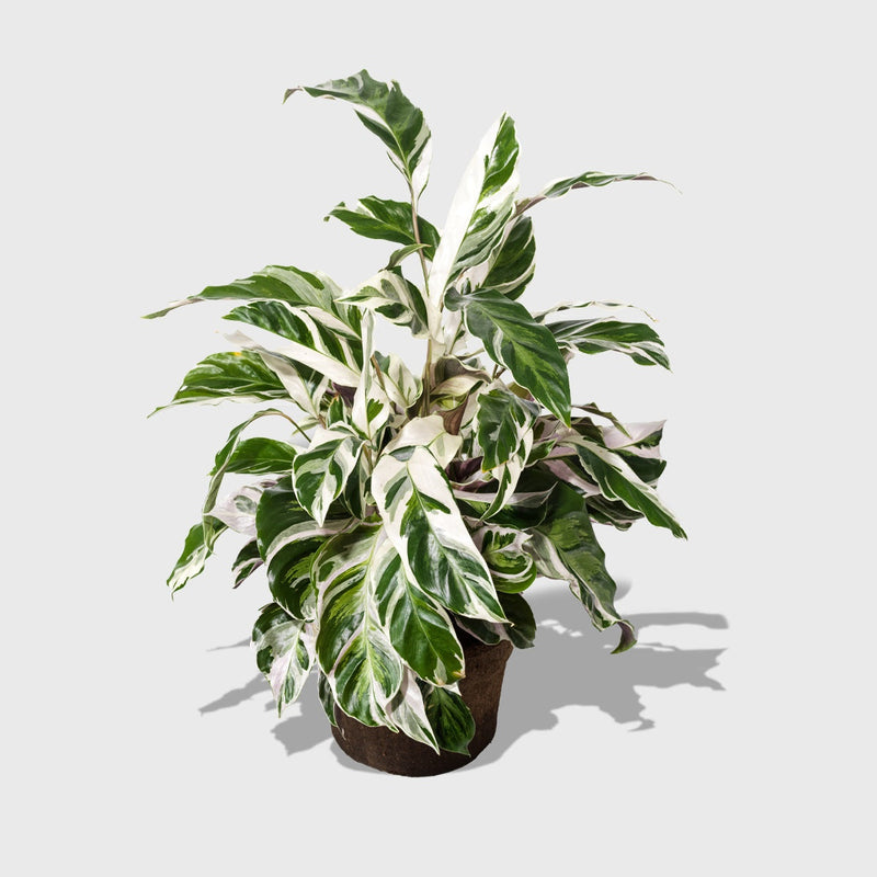 Public Goods Calathea White Fusion 6"