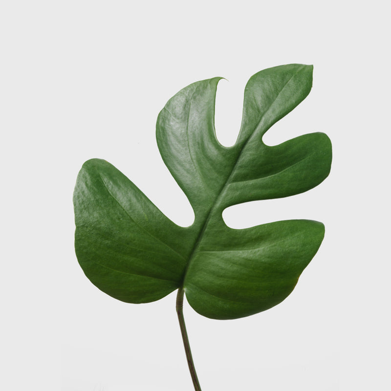 Public Goods Philodendron Piccolo 8"