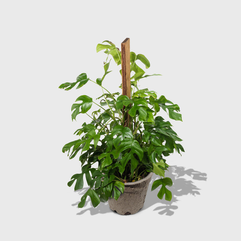 Public Goods Philodendron Piccolo 8"