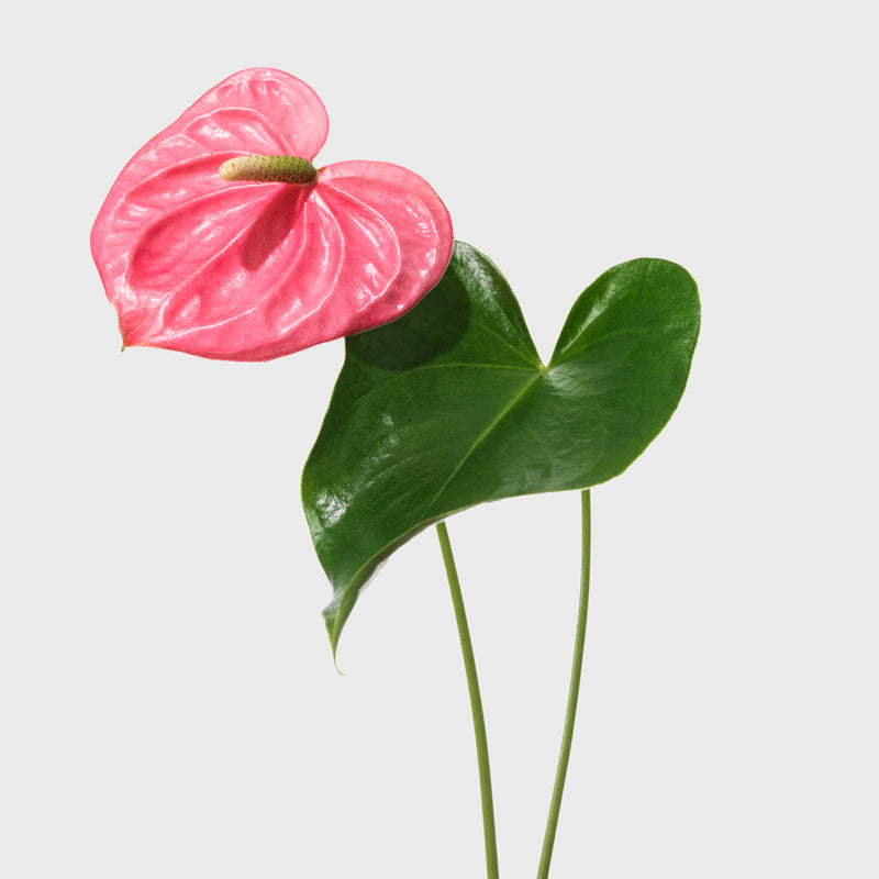 Public Goods Pink Anthurium 6"