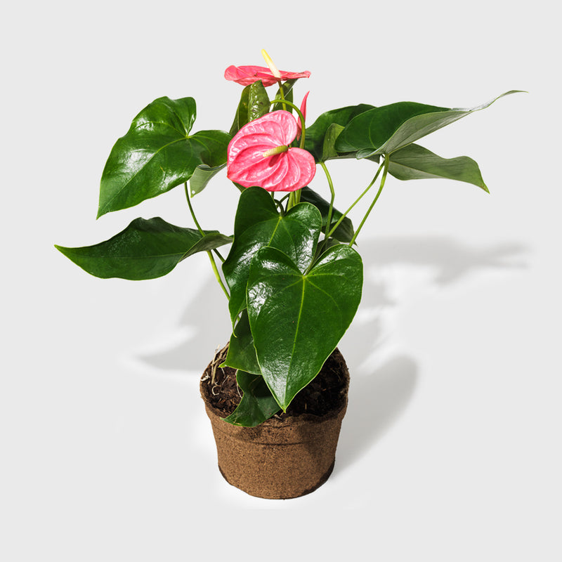 Public Goods Pink Anthurium 6"