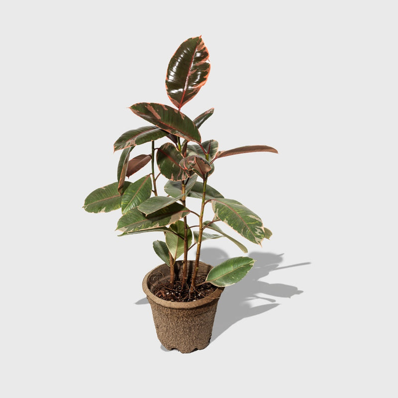 Public Goods Ruby Pink Rubber Tree 8"
