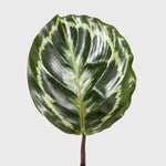 Public Goods Medallion Calathea 6"