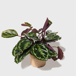 Public Goods Medallion Calathea 6"