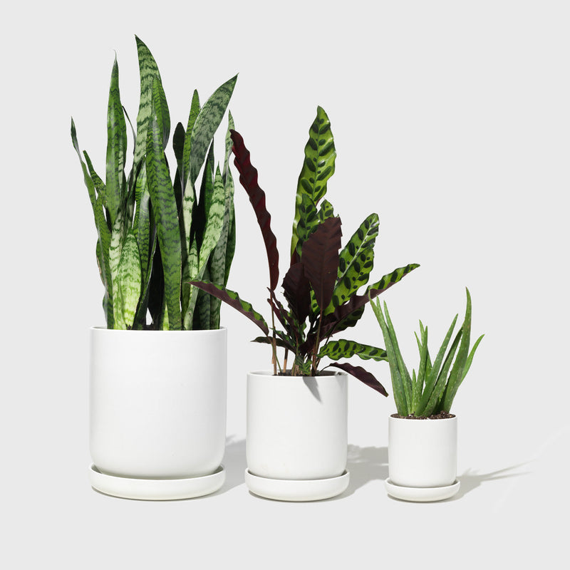 Public Goods Stoneware Planters (Set of 3)