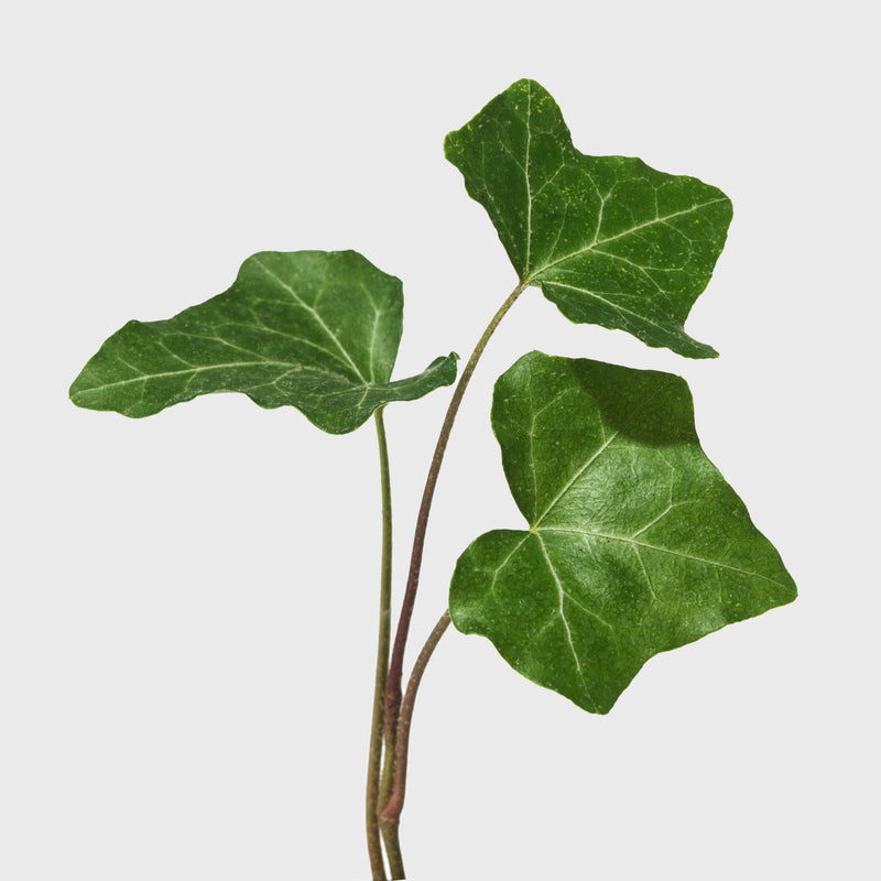 House Plant Dropship Indoor Plants Green California Ivy 6"