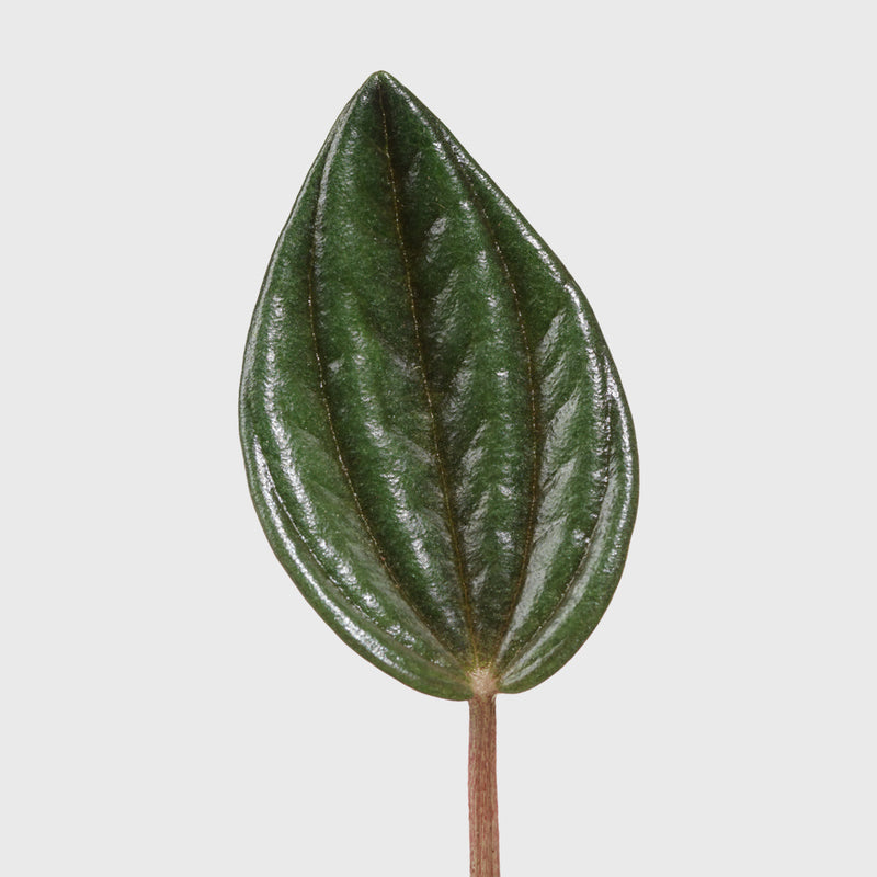 House Plant Dropship Indoor Plants 170-041-018-011 - Peperomia 'Rosso' - 4" Pot
