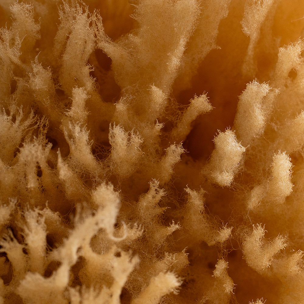 Public Goods Sea Sponge - Thumbnail 2