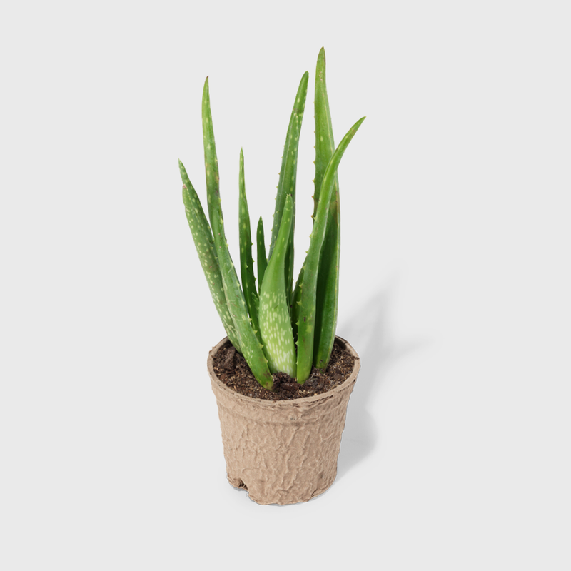 Public Goods Aloe Vera | Easy to Care For Indoor House Plant