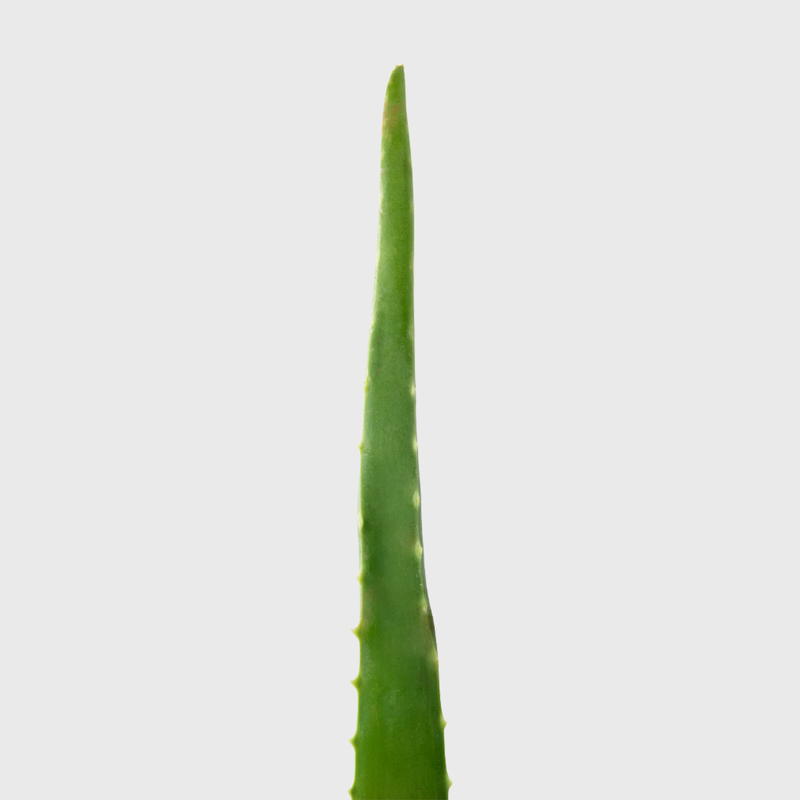 Public Goods Aloe Vera | Easy to Care For Indoor House Plant