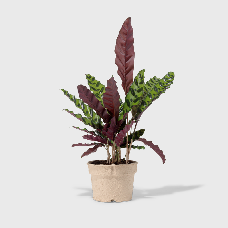 Public Goods Rattlesnake Plant (Calathea Lancifolia) | Beautifully Patterned Indoor House Plant