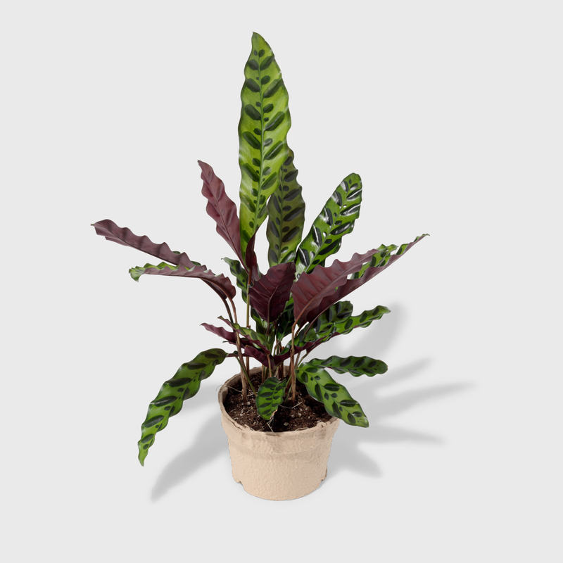 Public Goods Rattlesnake Plant (Calathea Lancifolia) | Beautifully Patterned Indoor House Plant