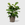 Public Goods Fiddle Leaf Fig | A Beloved & Coveted Indoor House Plant