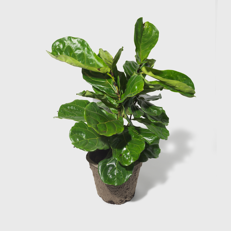 Public Goods Fiddle Leaf Fig | A Beloved & Coveted Indoor House Plant