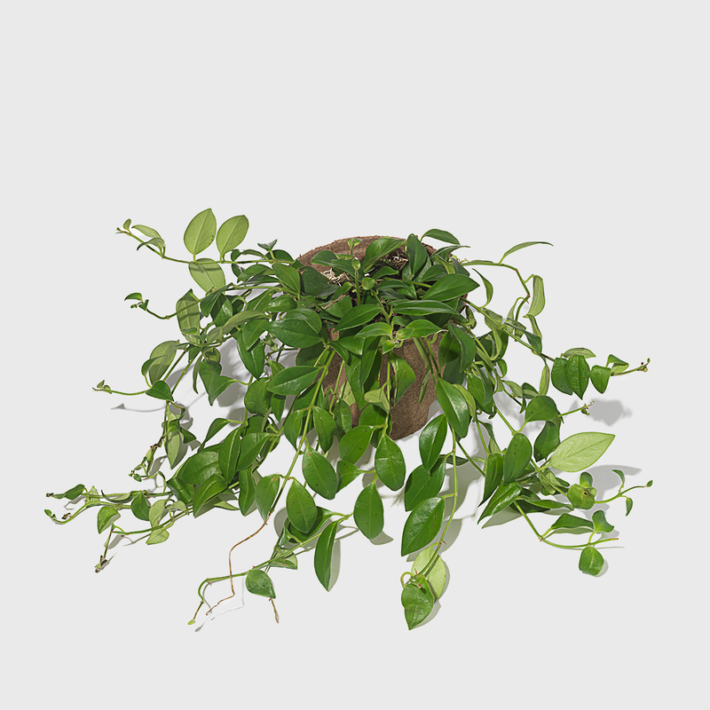 Public Goods Lipstick Plant 6''