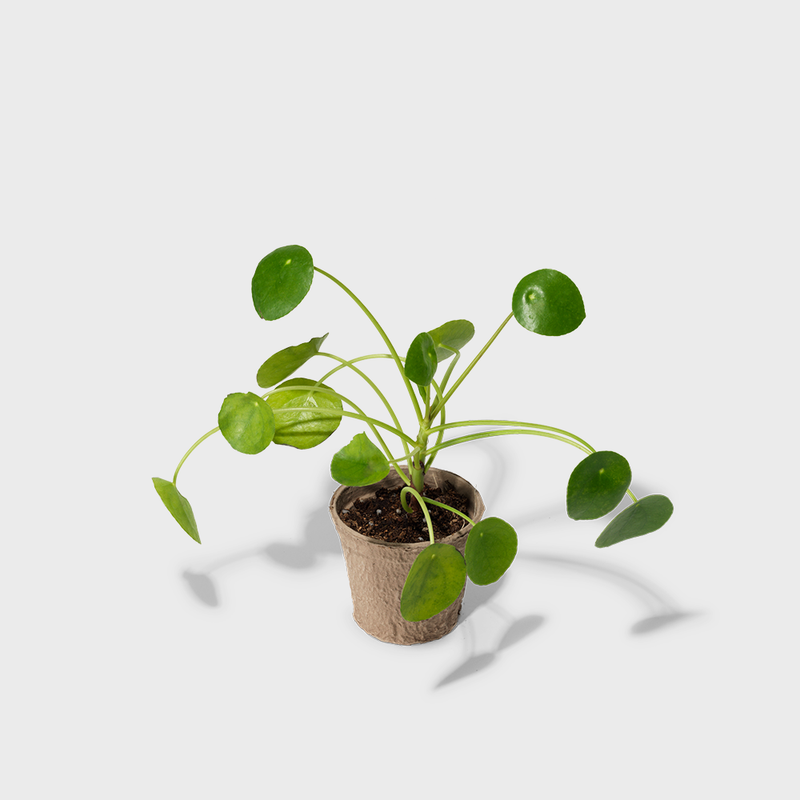 Public Goods Chinese Money Plant | Known for Beautiful Round Shaped Leaves