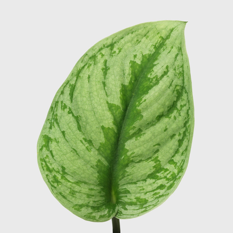 Public Goods Silver Splash Pothos 4"