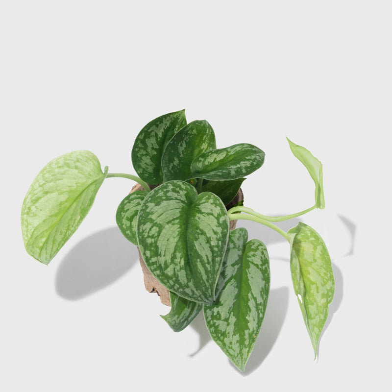 Public Goods Silver Splash Pothos 4"