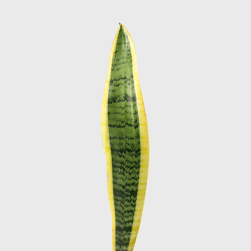 Public Goods Variegated Snake Plant 6''