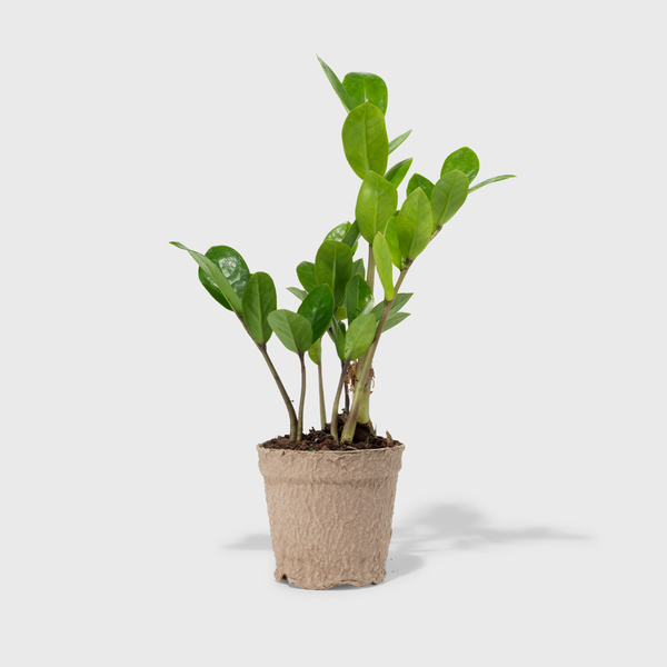plants mania　THE SIDE UP BOX ZZ Plant 4