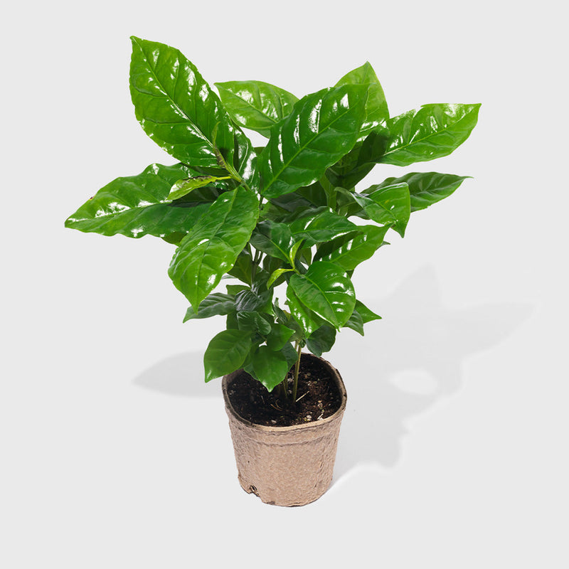 Public Goods Arabica Coffee Plant