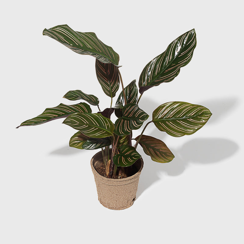 Public Goods Pinstripe Prayer Plant