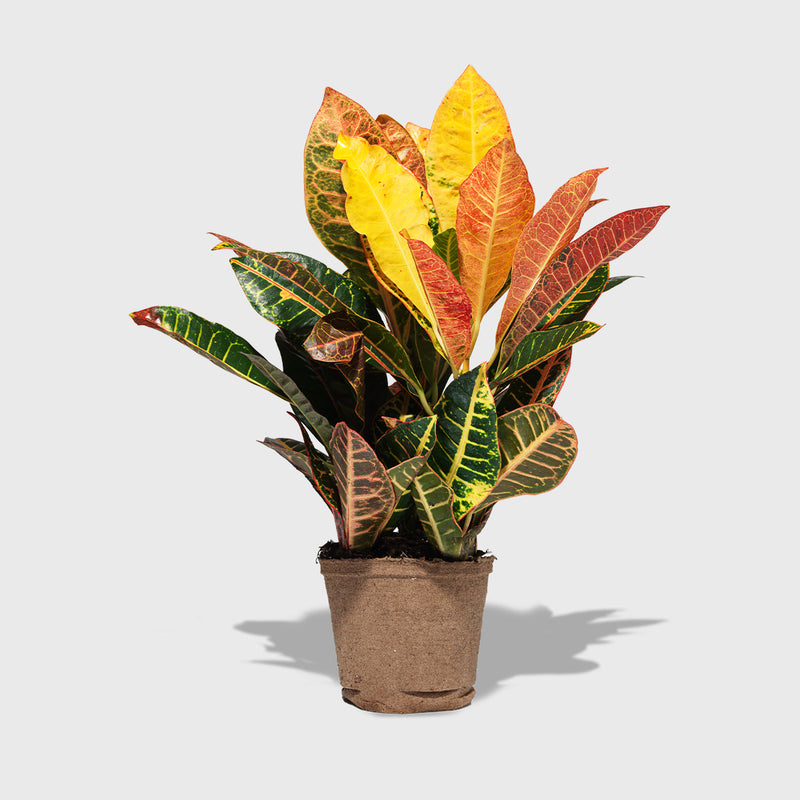 Public Goods Joseph's Coat Croton