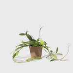 Public Goods Pink Silver Plant 6"