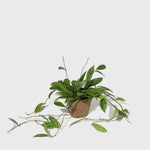 Public Goods Pink Silver Plant 6"