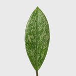 Public Goods Pink Silver Plant 6"