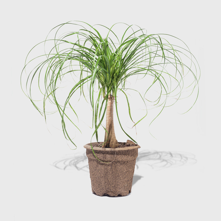 8 Foot Ponytail Palm For Sale