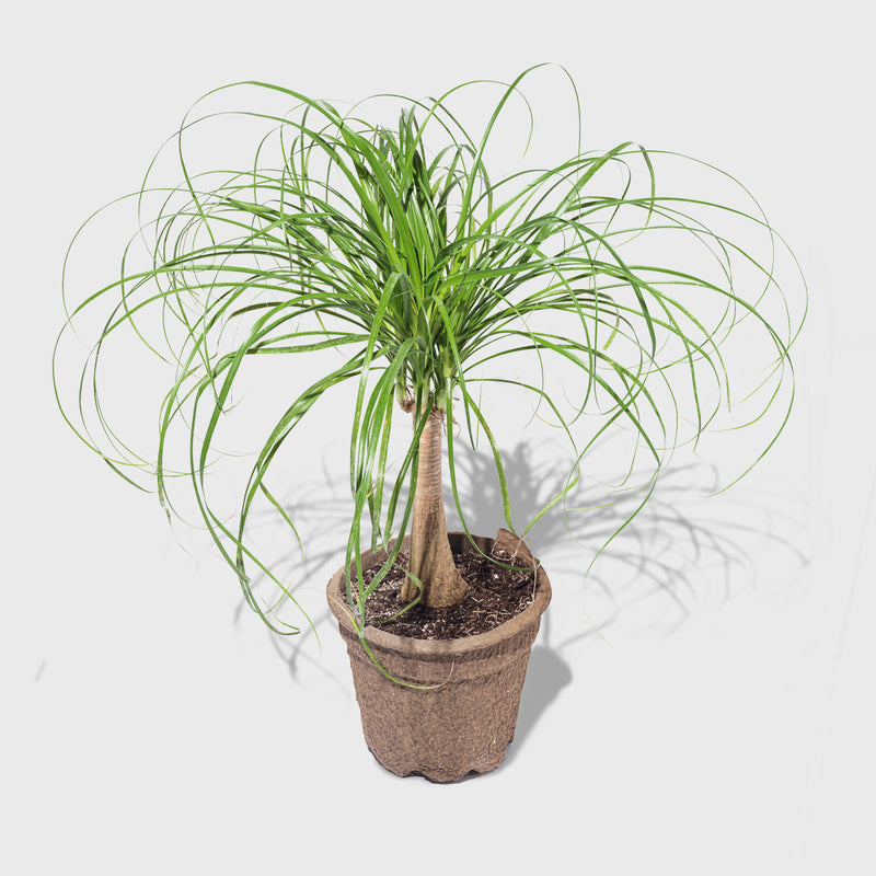 Public Goods Houseplants Ponytail Palm