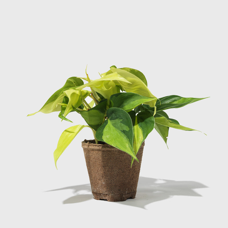 Public Goods Philodendron Hederaceum 4"