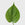 Public Goods Houseplants Heartleaf Philodendron