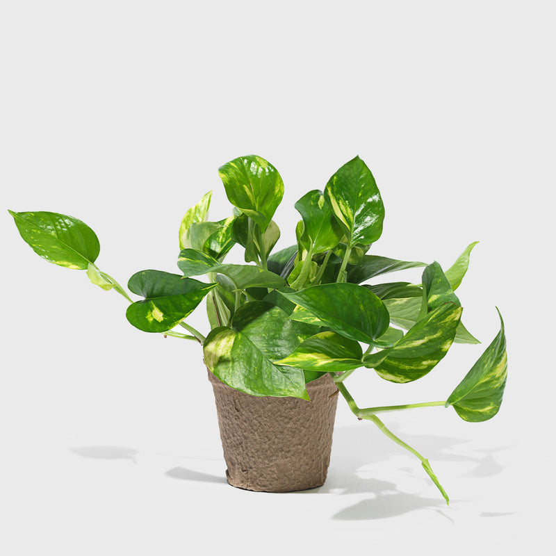 Public Goods Houseplants Golden Pothos