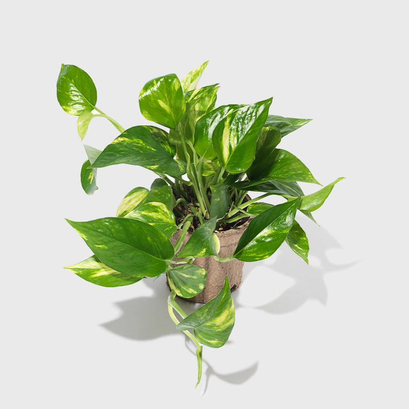 Public Goods Houseplants Golden Pothos